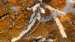 (c) mycoroco, some rights reserved (CC BY) Valantia muralis, photograph (c) mycoroco, some rights reserved (CC BY)