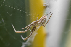 Uloborus walckenaerius