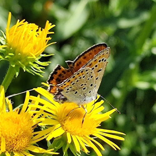 Lesser Fiery Copper