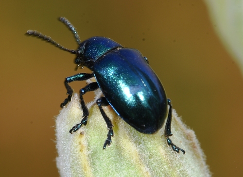 Cobalt Milkweed Beetle