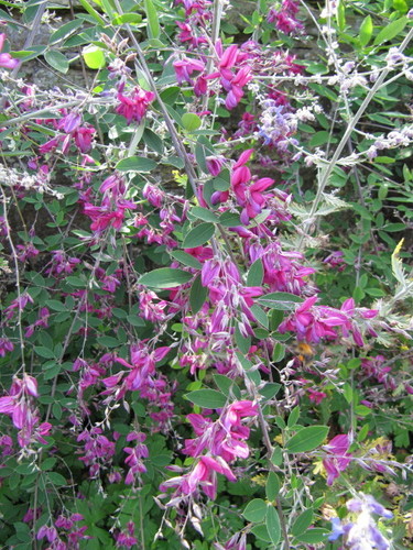 shrub lespedeza