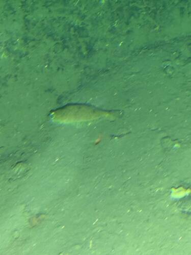 Hippoglossoides observed 2026-08-04