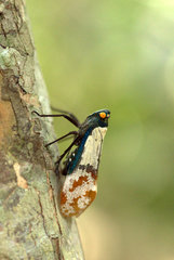 Penthicodes farinosus