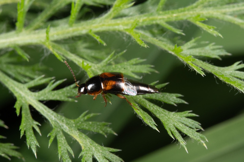 Tachinus marginatus