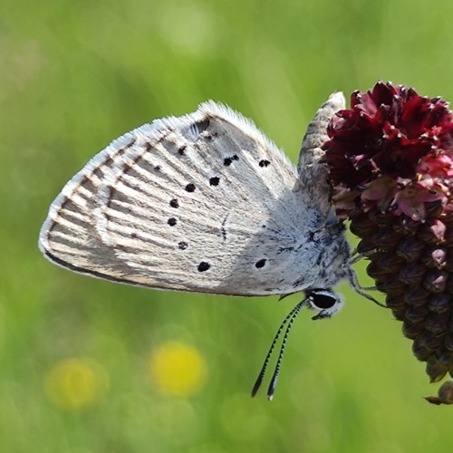 Scarce Large Blue