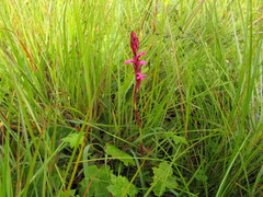 Satyrium princeae