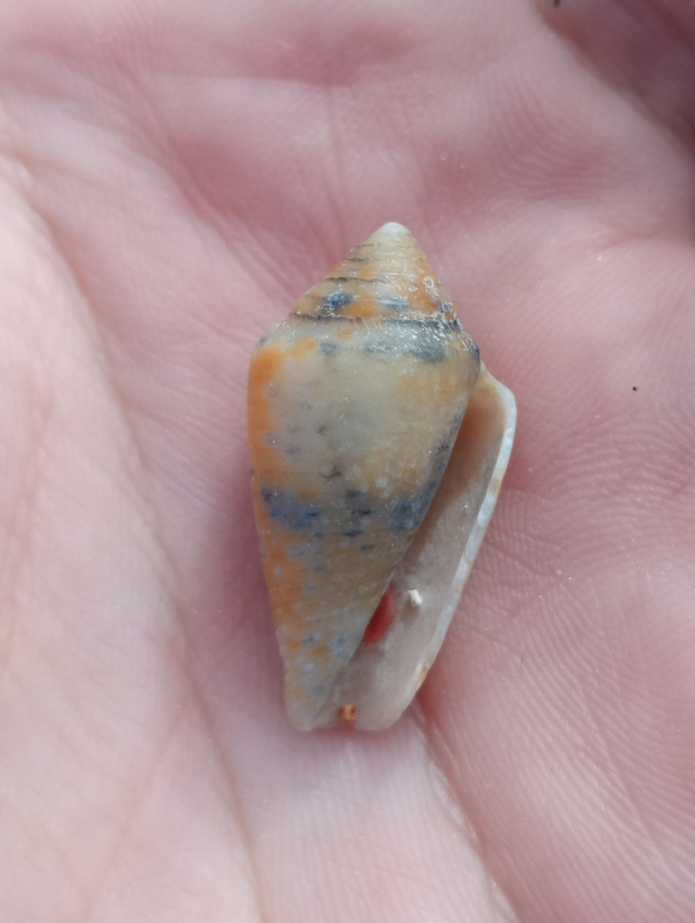Pinpoint Cone