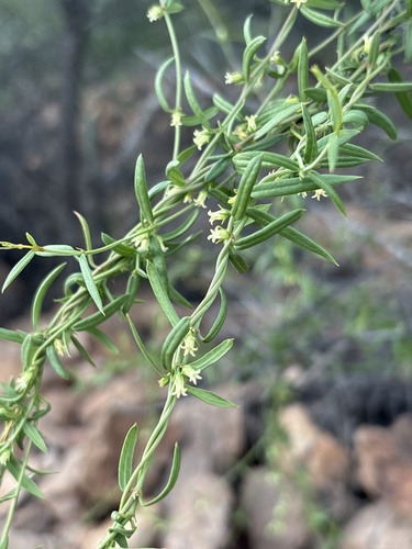 Arizona swallow-wort (Metastelma arizonicum)