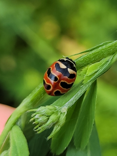 Three-banded Lady Beetle photo 3