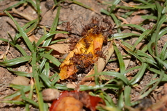 Acromyrmex octospinosus