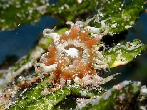 Boloceroides mcmurrichi, 2026-08-02
