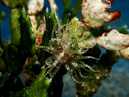 Boloceroides mcmurrichi, 2026-08-02
