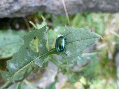 Chrysolinina