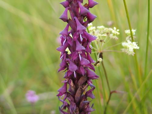 Ramshorn Disa (Disa hircicornis)