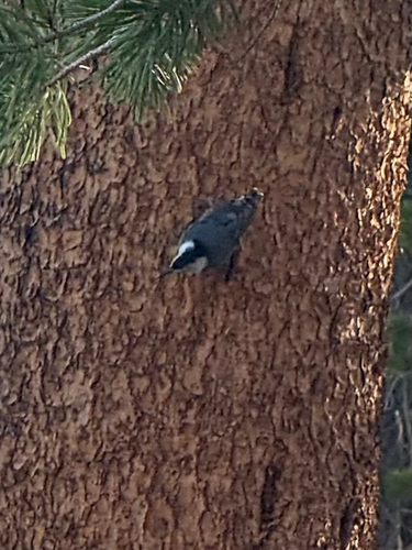 iNaturalist observation photo of White-breasted Nuthatch