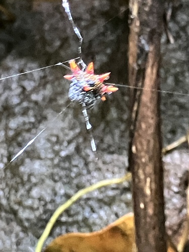 Gasteracantha cancriformis, 2026-08-04
