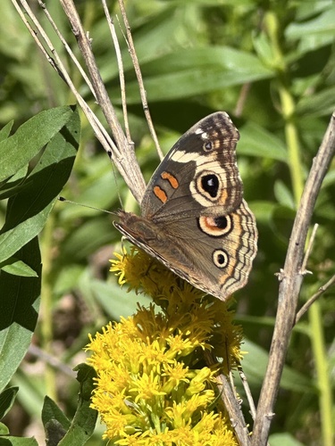 iNaturalist observation photo of Gray Buckeye