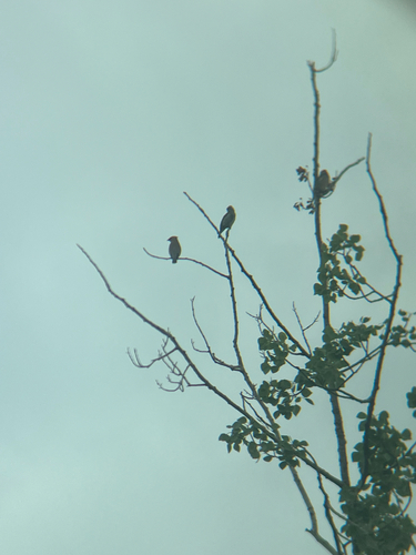 Cedar Waxwing