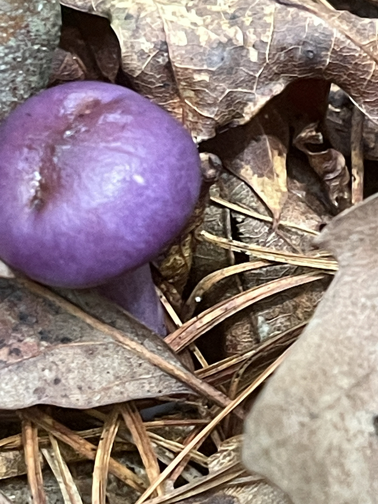 Viscid Violet Cort · August 2026 · photo: Photo: no rights reserved · iNaturalist