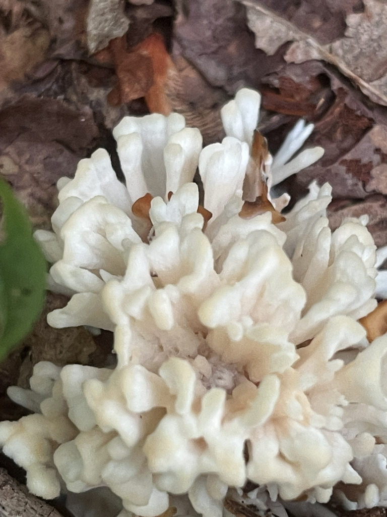 jellied false coral fungus · August 2026 · photo: Photo: no rights reserved · iNaturalist