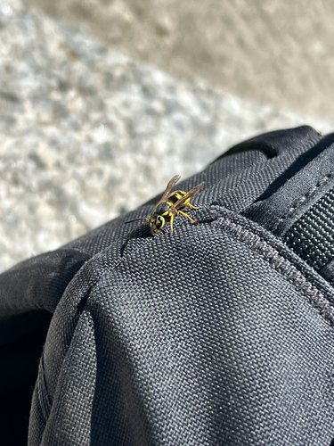 iNaturalist observation photo of Western Yellowjacket