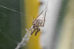 Uloborus walckenaerius