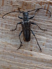 Anthophylax attenuatus