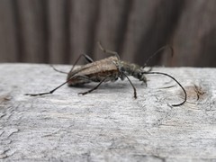 Anthophylax attenuatus