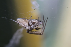 Uloborus walckenaerius