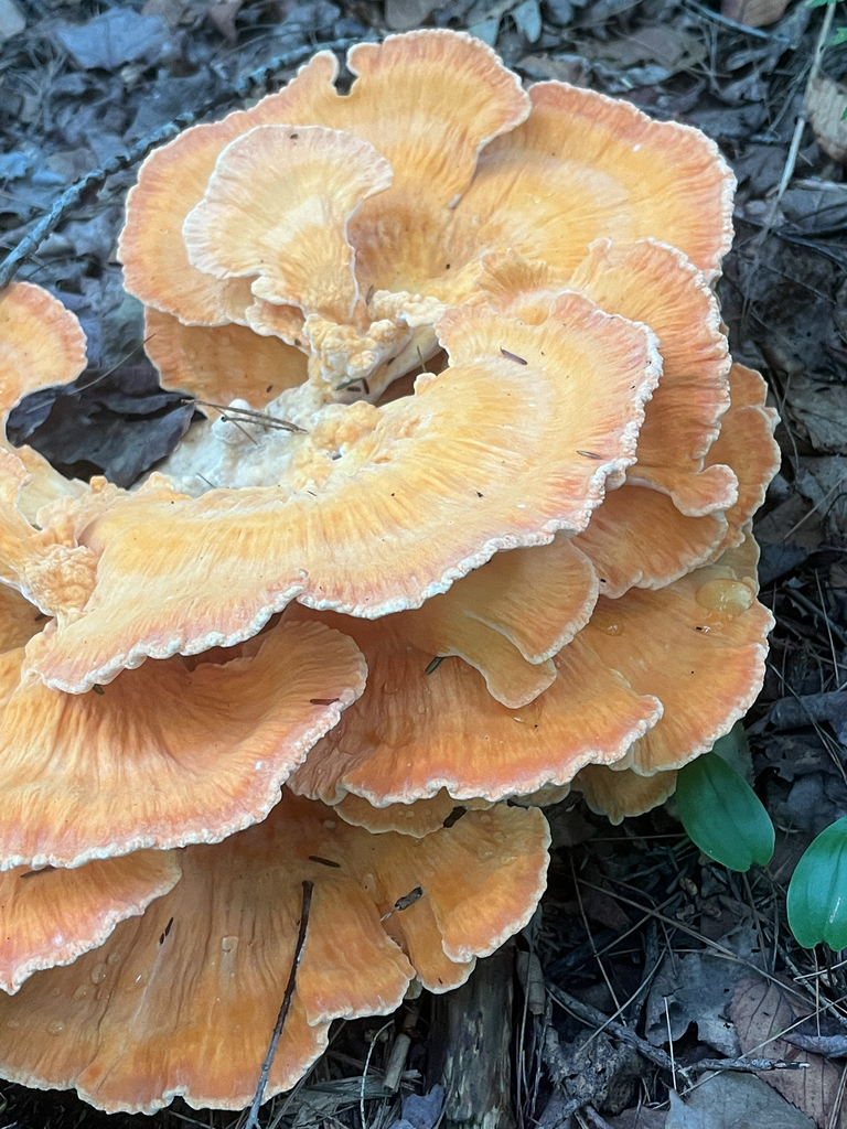 White-pored Chicken of the Woods · August 2026 · photo: Photo: no rights reserved · iNaturalist