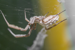 Uloborus walckenaerius