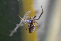 Uloborus walckenaerius