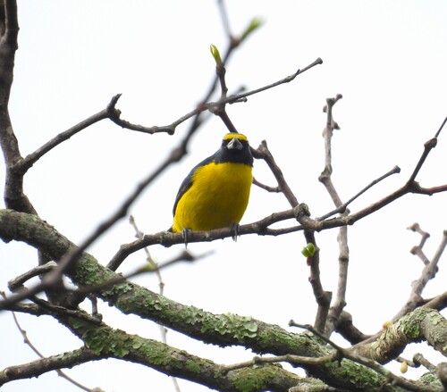 Green-chinned Euphonia (Euphonia chalybea), photo 5