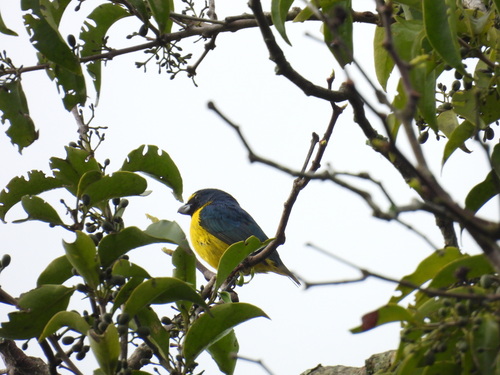 Green-chinned Euphonia (Euphonia chalybea), photo 6