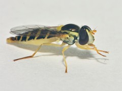 Sphaerophoria