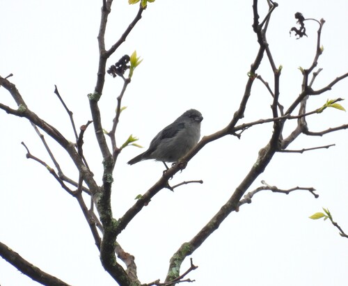 Plumbeous Seedeater (Sporophila plumbea), photo 6