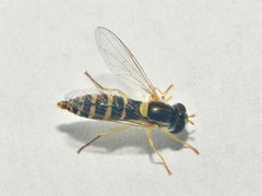 Sphaerophoria