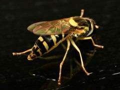 Sphaerophoria