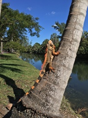 Iguana iguana