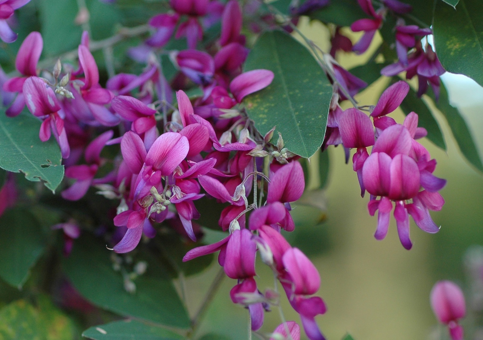 Lespedeza bicolor