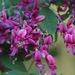 Lespedeza bicolor - Photo (c) autan, μερικά δικαιώματα διατηρούνται (CC BY-NC-ND)