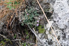 Chaenorhinum origanifolium