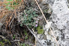 Chaenorhinum origanifolium