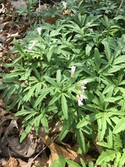 Cardamine concatenata