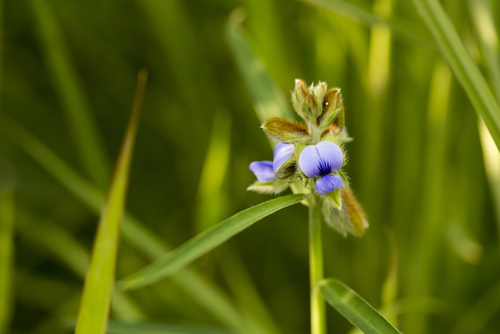 Image of Crotalaria sessiliflora by (c) Licheng Shih, some rights reserved (CC BY)
