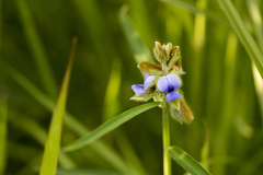 Crotalaria sessiliflora