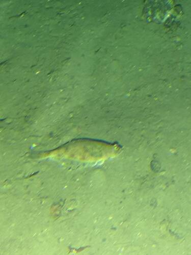 Hippoglossoides observed 2026-08-04