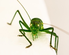 Uromenus brevicollis