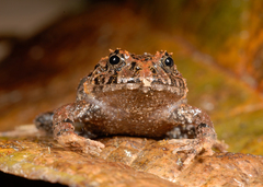 Strabomantis sulcatus