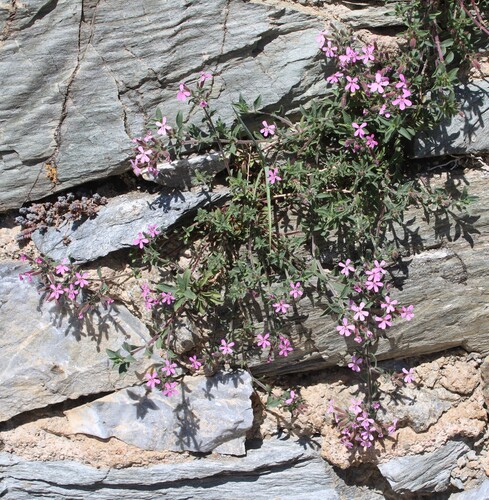Saponaria ocymoides, photograph 4